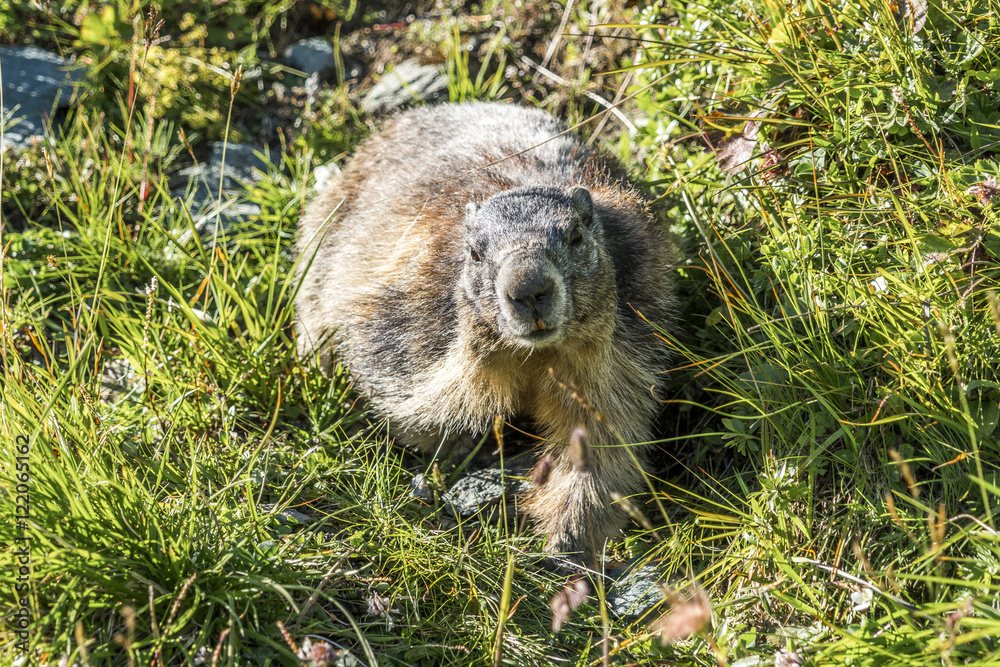 Naklejka premium Murmeltier auf Wanderschaft in einer grünen Wiese