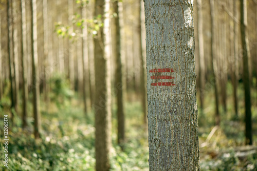 Fototapeta Naklejka Na Ścianę i Meble -  Forestry paint marking on tree trunks in woods