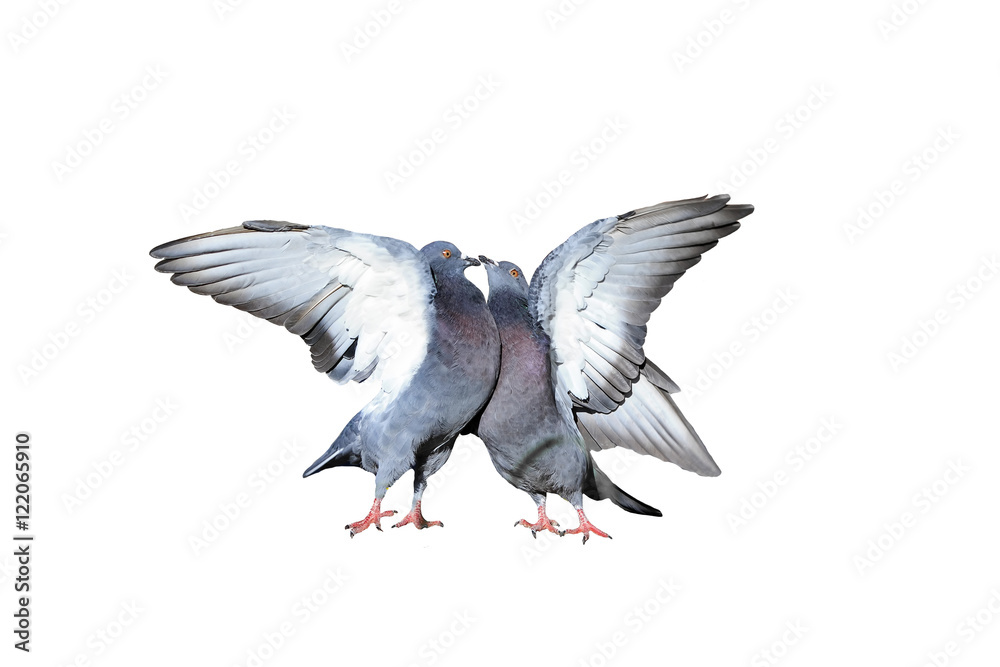 Obraz premium a pair of rock pigeons cooing and kissing spread its wings and feathers on white isolated background