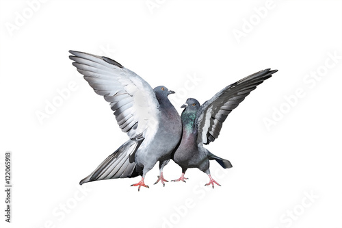 a pair of rock pigeons cooing and kissing spread its wings and feathers on white isolated background