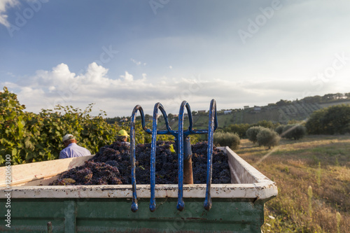 Grape harvest : pitchfork detail on a wagon photo