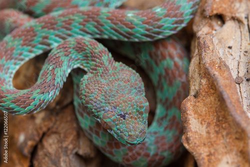 Close up Venus' Pitviper snake photo