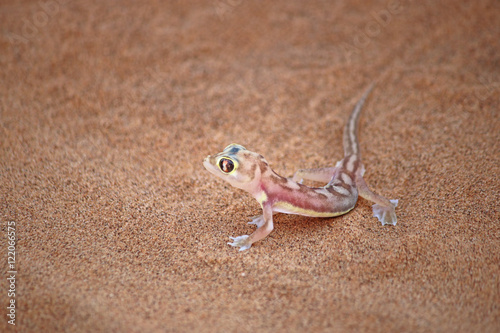 Namib sand gecko - web-footed gecko - lizard - Wüstengecko - Namibgecko - Pachydactylus rangei - animal in the african desert