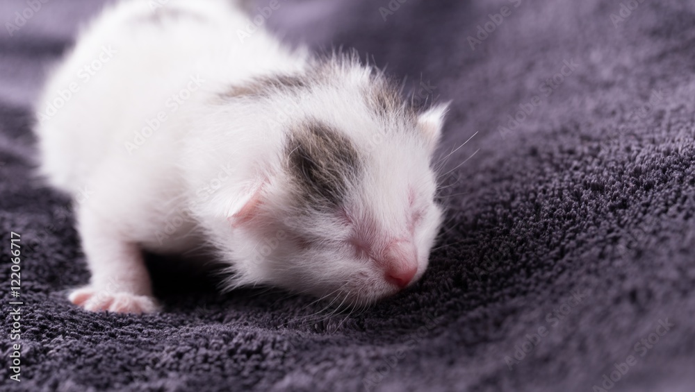One day old white cat with tabby spots rests One day old white cat with tabby spots rests