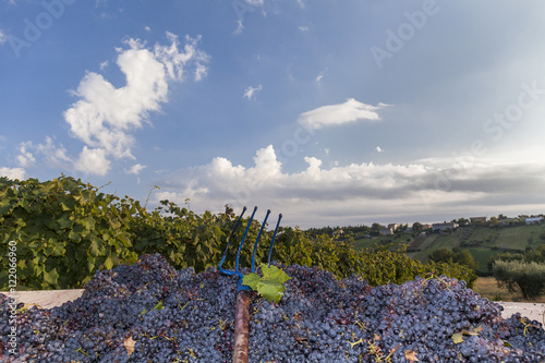 Grape harvest in a vineyard. Blue sky background with white clouds photo