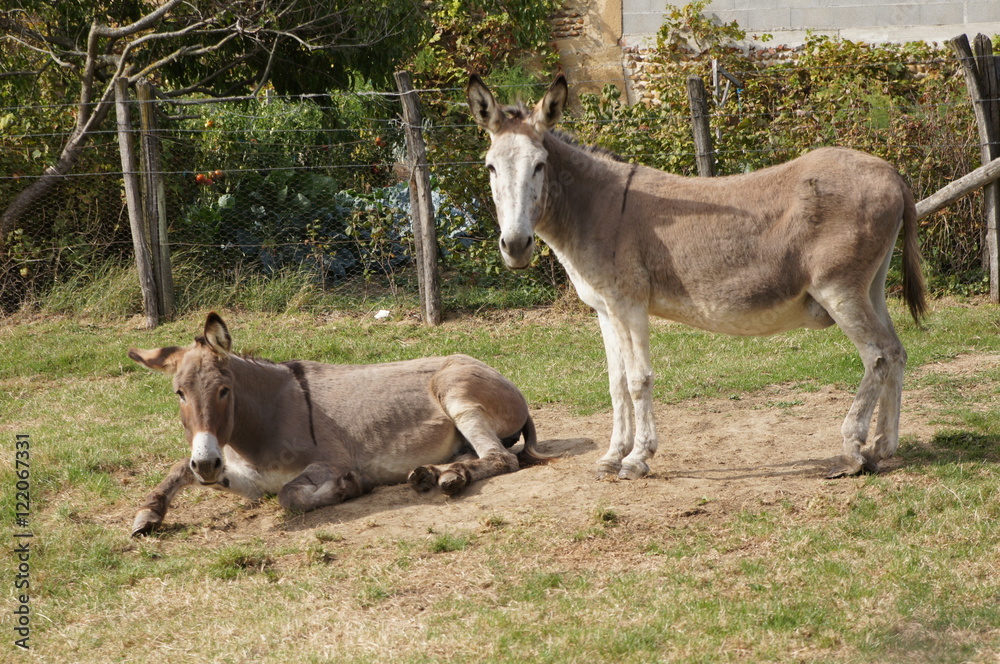 Ânes dans le pré Ânes dans le pré