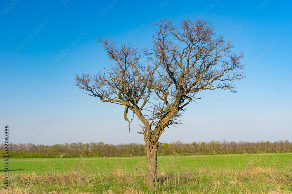 Lonely acacia tree against blue cloudless sky at early spring season in Ukraine Lonely acacia tree against blue cloudless sky at early spring season in Ukraine