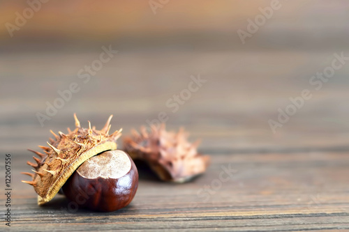 Chestnut on wooden background