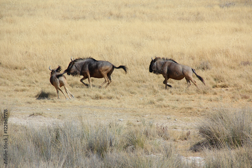 Wildebeests (Gnus) Running In Etosha National Park Namibia Africa Wildebeests (Gnus) Running In Etosha National Park Namibia Africa
