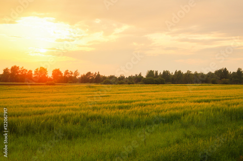 Fresh meadow sunrise