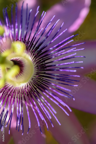 Vertical purple passionflower
