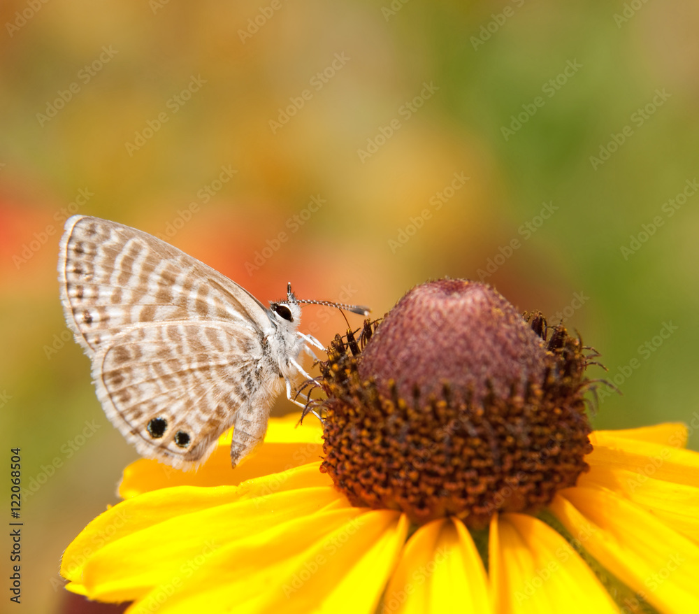 Obraz premium Tiny marine Blue butterfly feeding on a Black-eyed Susan flower