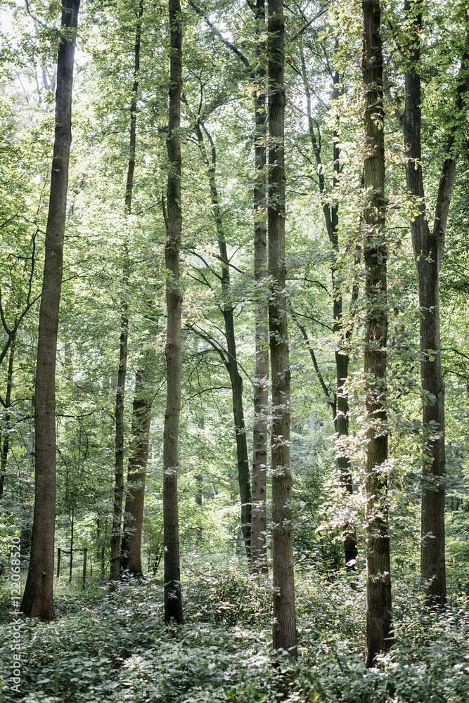 Obraz premium Tall tree tops with green leaves in a forest