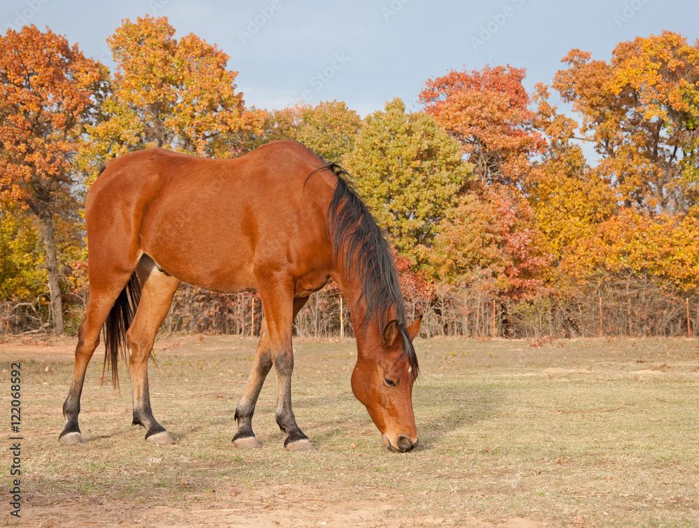 Red bay Arabian horse in pasture against trees with autumn colors Stock