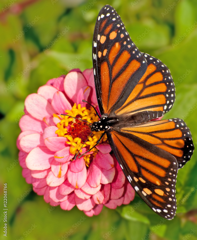 Fototapeta premium Dorsal view of a female Monarch butterfly, Danaus plexippus, feeding on a pink flower