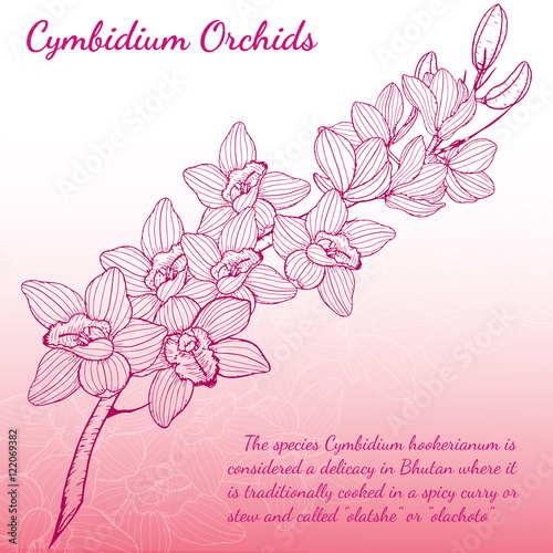 Cymbidium Orchids vector on brown background.Cymbidium Orchids set by hand drawing.