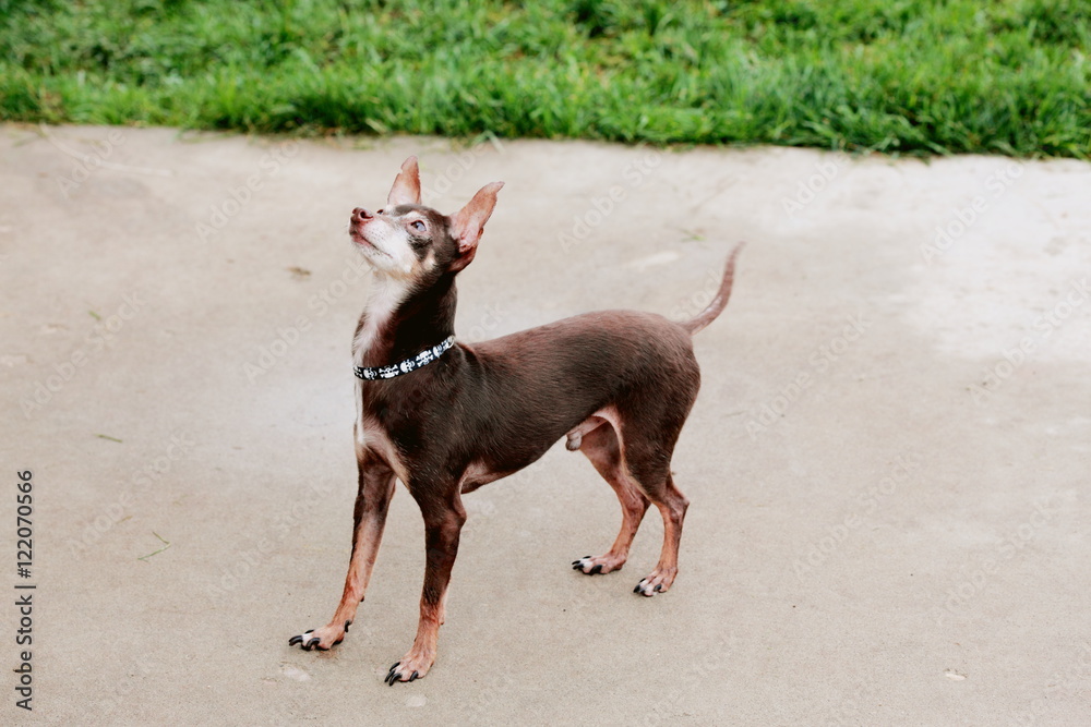 Small Dog Chihuahua Pinscher Mixed Breed Standing