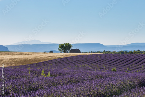 lavender and sun