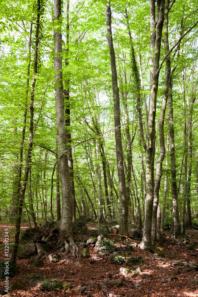 Naklejka premium Bosque de hayas en primavera