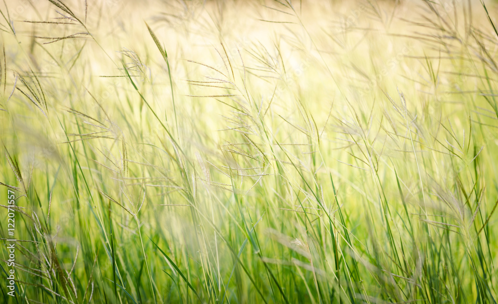 flower grass at relax morning flower grass at relax morning