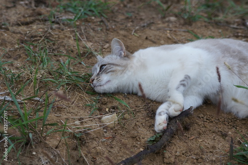 chat beige aux yeux bleus