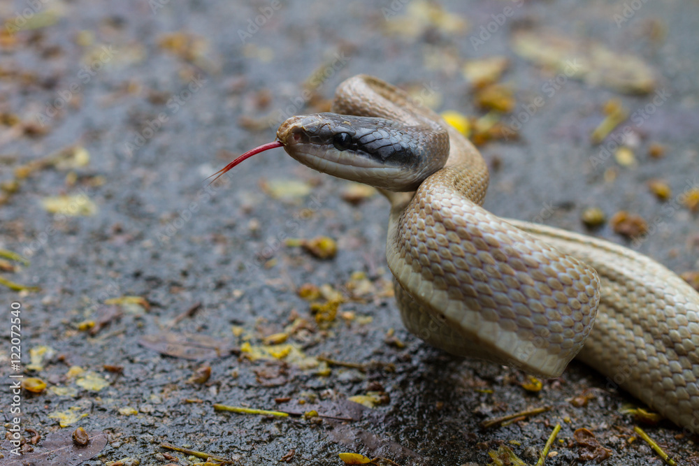 Obraz premium Rat Snake, Orthriophis taeniurus ridleyi