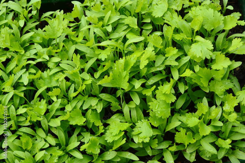 Health benefits of coriander. coriander with top view for textures