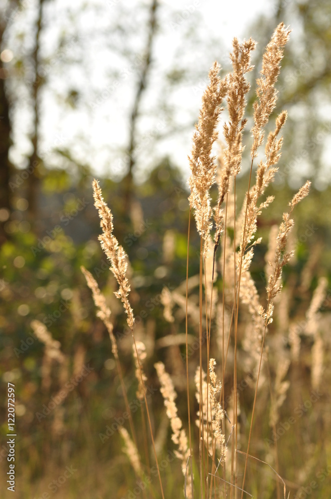Fototapeta premium Gras im Herbst