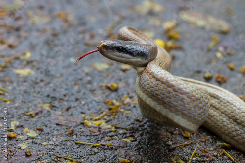 Rat Snake, Orthriophis taeniurus ridleyi
