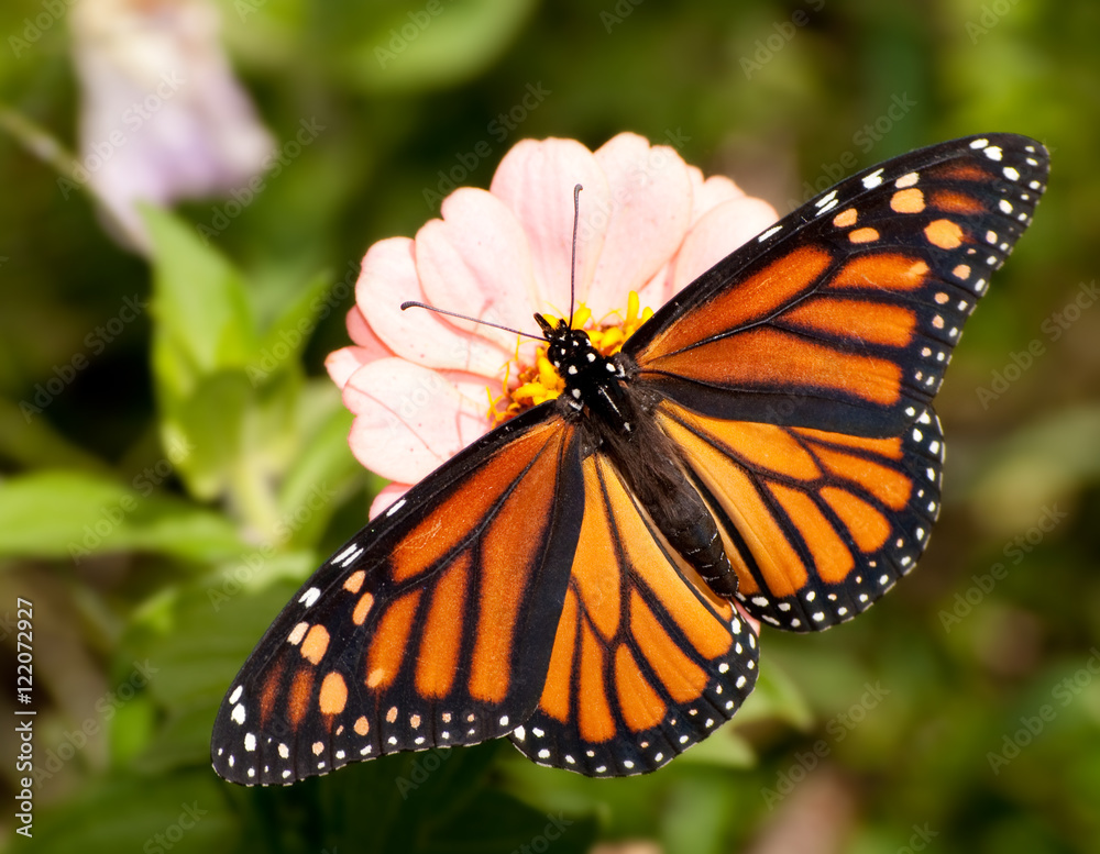 Fototapeta premium Dorsal view of a colorful Monarch butterfly feeding on a light pink Zinnia flower