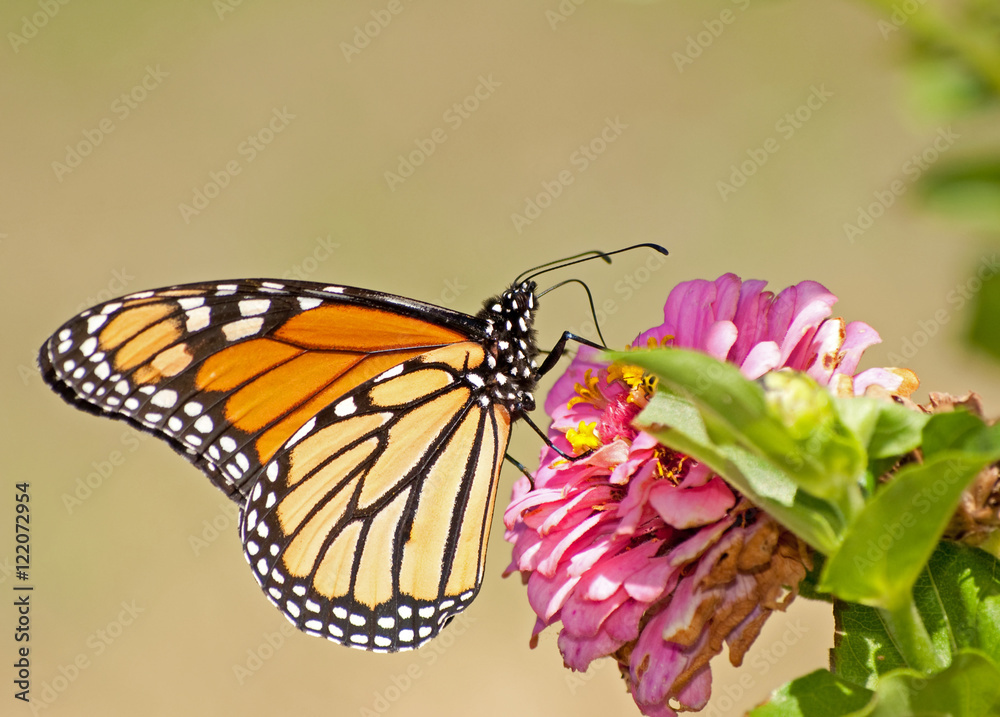 Fototapeta premium Migrating Monarch butterfly, Danaus plexippus, feeding on a Zinnia flower