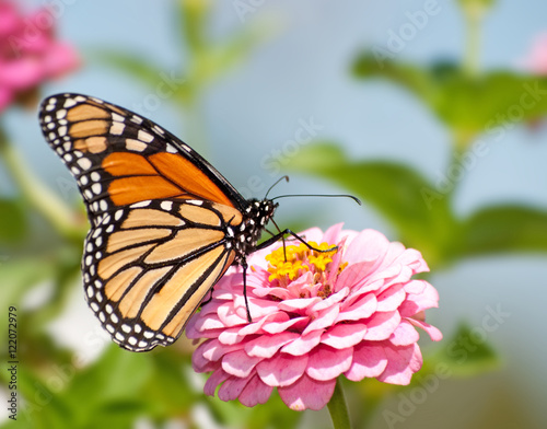 Monarch butterfly feeding flower nectar on a pink Zinnia in summer garden