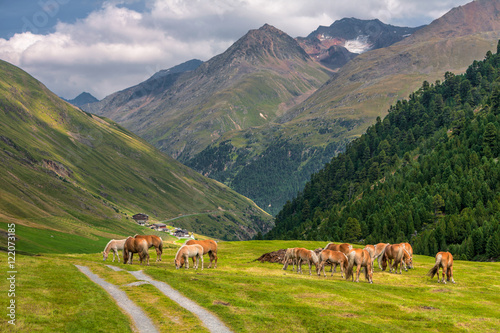 Foto Grazing