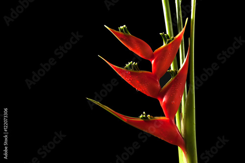 Wallpaper Mural heliconia stricta still life on black background Torontodigital.ca