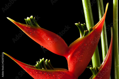 heliconia stricta still life on black background photo