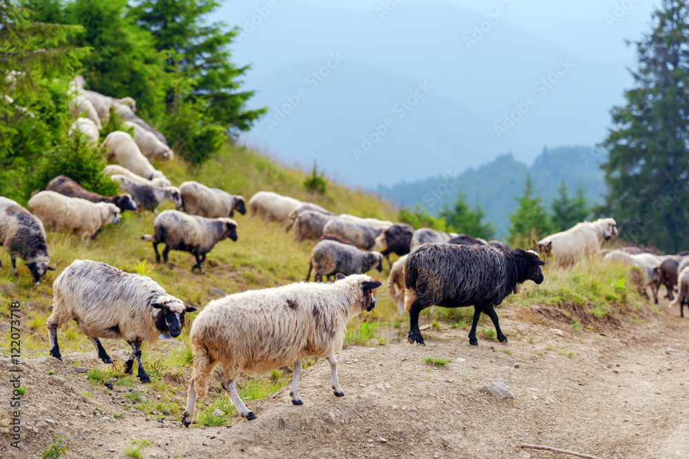 Obraz premium sheeps