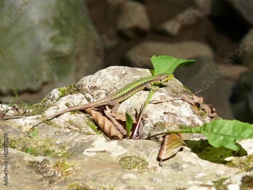 lizard on the rocks basking in the sun