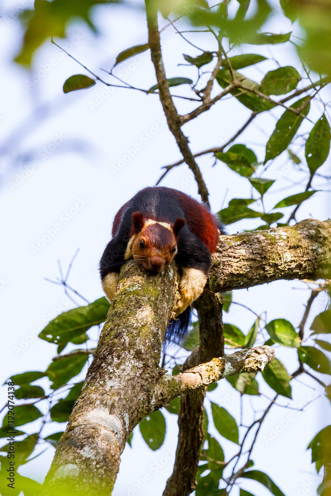 Südindien - Periyar Squirrel
