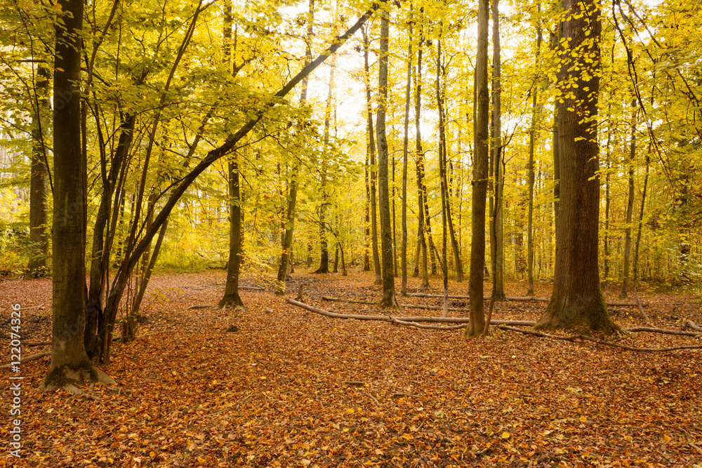 Naklejka premium Forêt de La Wantzenau