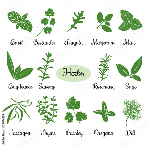 Big set of simple flat culinary herbs. Silhouettes.