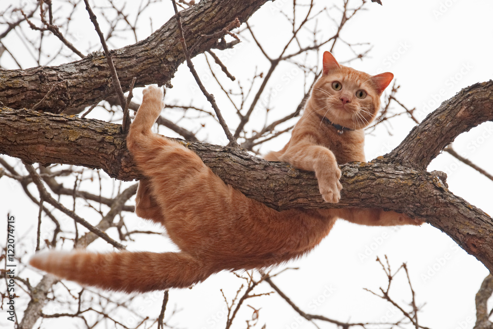 Fototapeta premium Cat in distress - orange tabby cat about to fall off of a tree; with a worried look on his face
