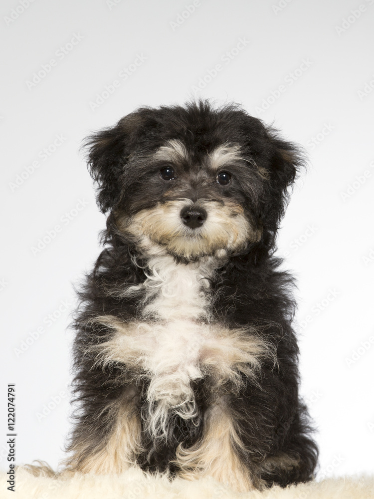 Cute puppy portrait. Image taken in a studio.