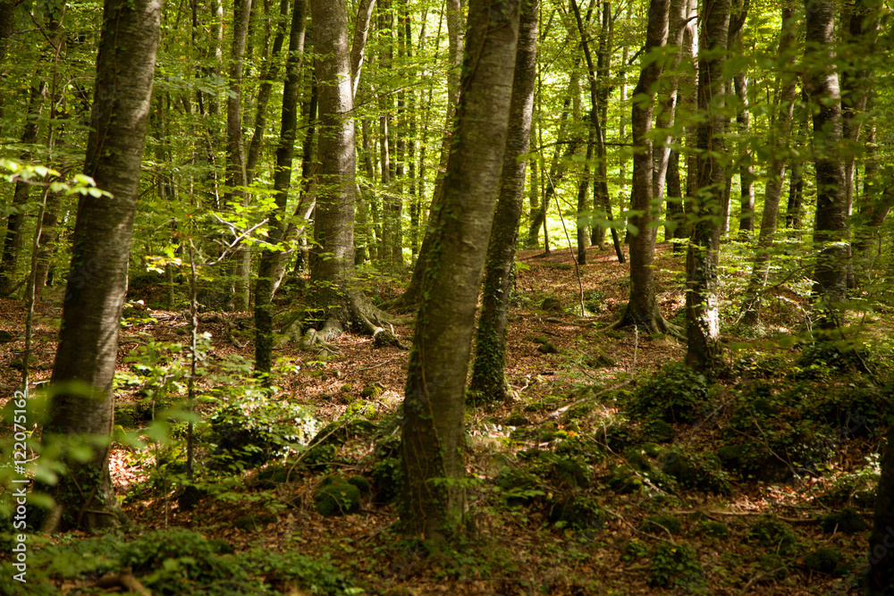 Bosque profundo Bosque profundo
