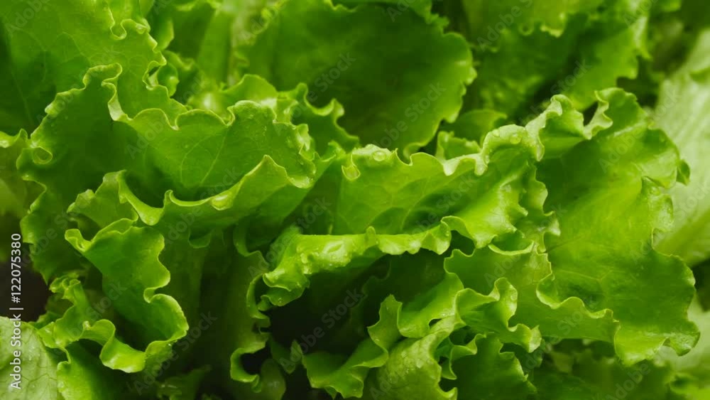 Close-up of salads leaf Close-up of salads leaf
