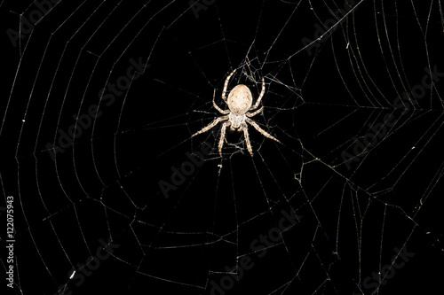 Spinne bei Nacht