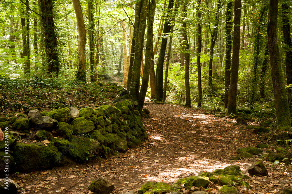 Camino del bosque Camino del bosque