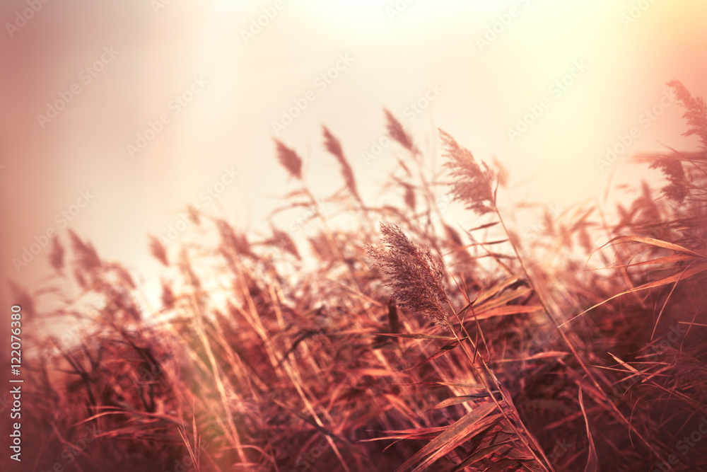 Dry reed in meadow - field and gloomy autumn day - obrazy, fototapety, plakaty 