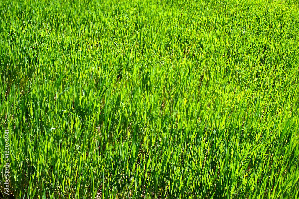 Obraz premium Green grass in a meadow.