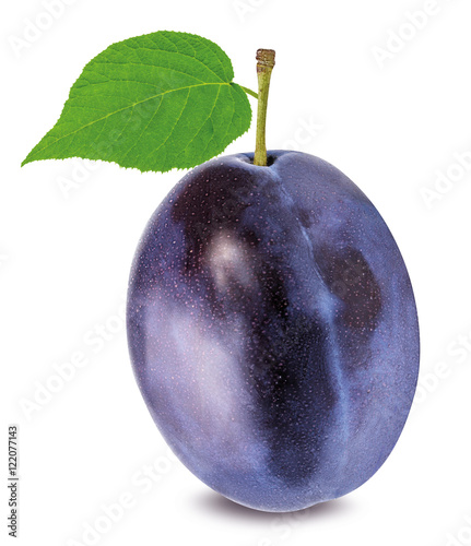 Tela plum on a white