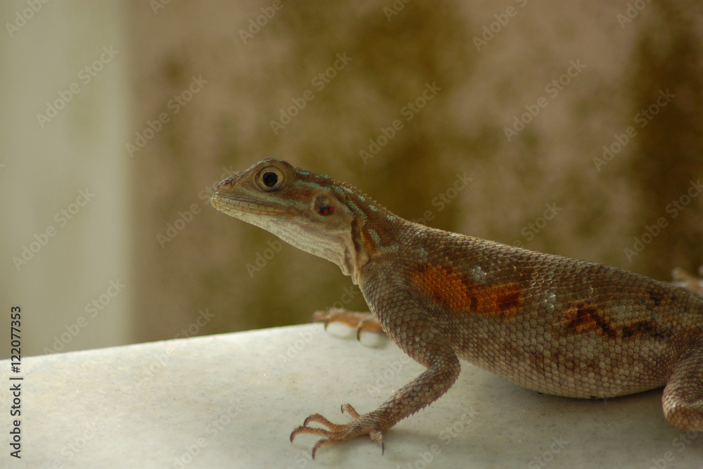 Fototapeta premium Lézardons